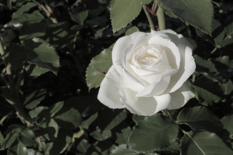 Rote Rosen Valentin Muttertag Frauentag