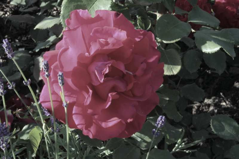 Rote Rosen Valentin Muttertag Frauentag