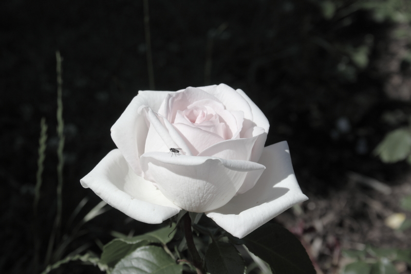 Rote Rosen Valentin Muttertag Frauentag