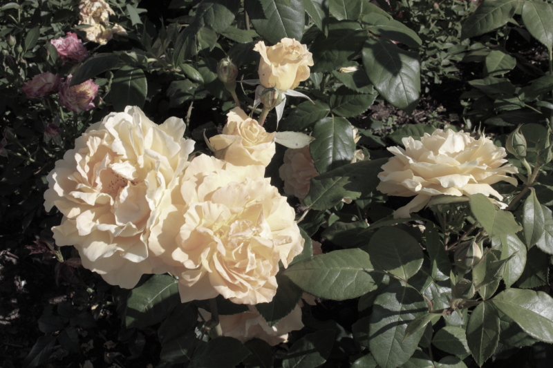 Rote Rosen Valentin Muttertag Frauentag