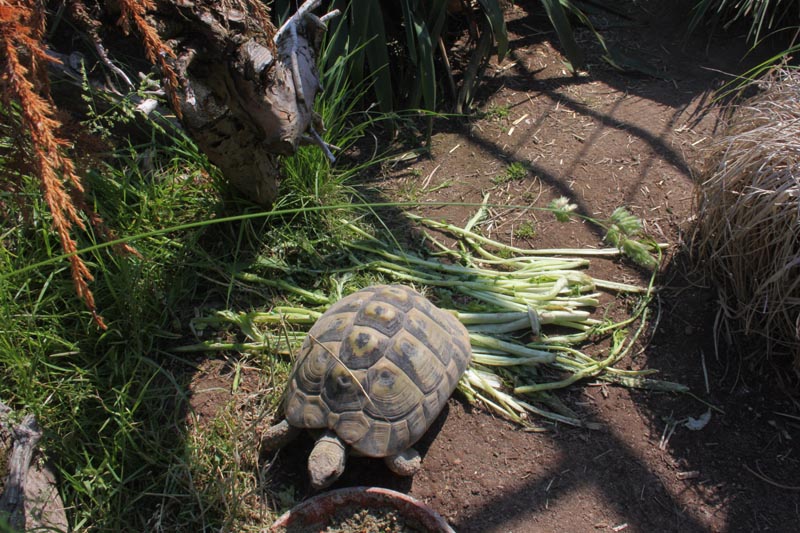 Schildkroeten Schildkroetenzucht Schildkroete