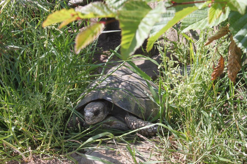 Schildkroeten Schildkroetenzucht Schildkroete