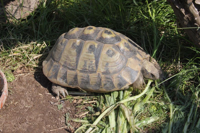 Schildkroeten Schildkroetenzucht Schildkroete