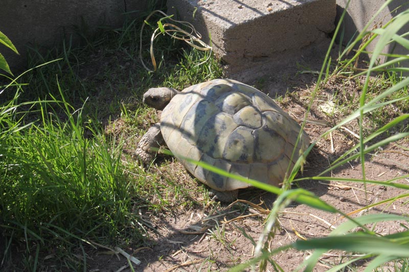 Schildkroeten Schildkroetenzucht Schildkroete