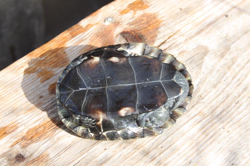 Schildkroeten Schildkroetenzucht Schildkroete