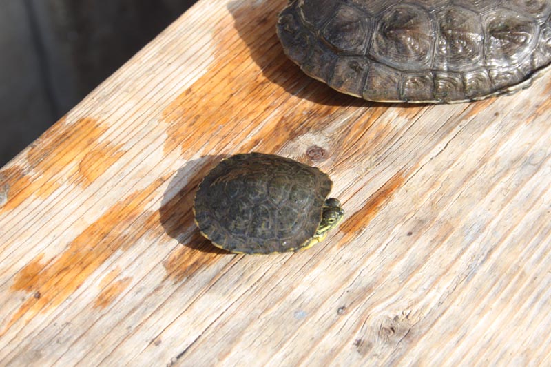 Schildkroeten Schildkroetenzucht Schildkroete