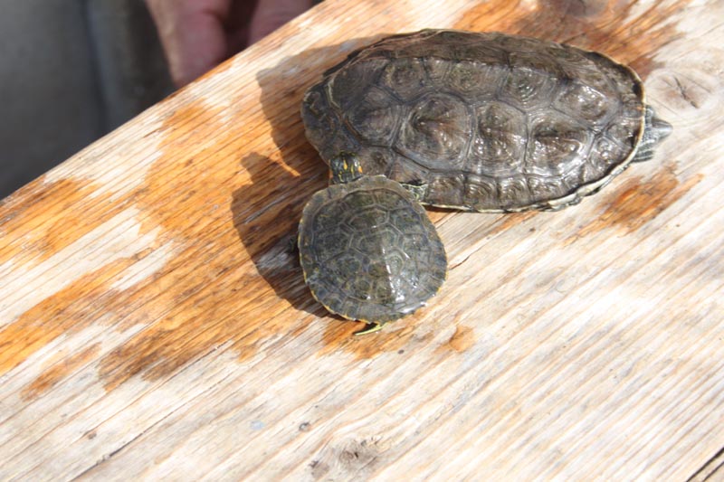 Schildkroeten Schildkroetenzucht Schildkroete