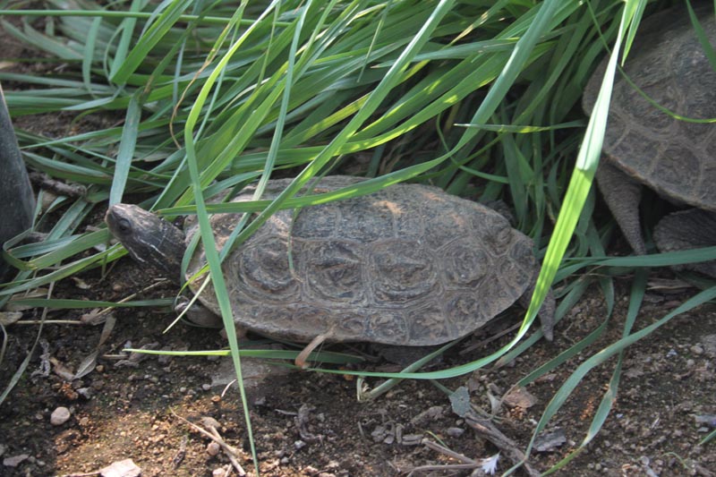 Schildkroeten Schildkroetenzucht Schildkroete