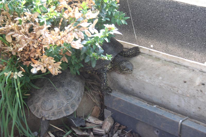 Schildkroeten Schildkroetenzucht Schildkroete