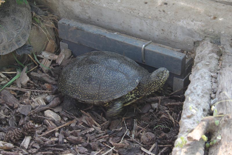 Schildkroeten Schildkroetenzucht Schildkroete