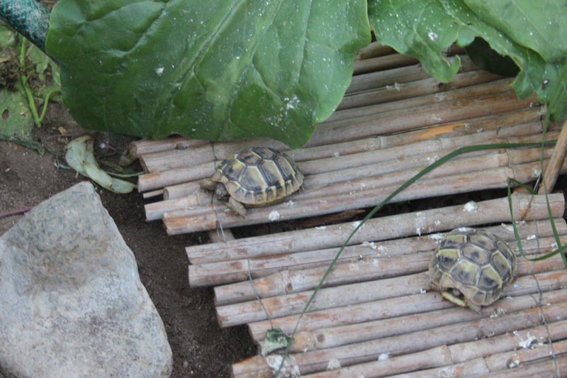 Schildkroeten Schildkroetenzucht Schildkroete