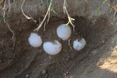 Schildkroeten Schildkroetenzucht Schildkroete