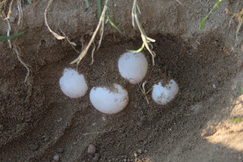 Schildkroeten Schildkroetenzucht Schildkroete