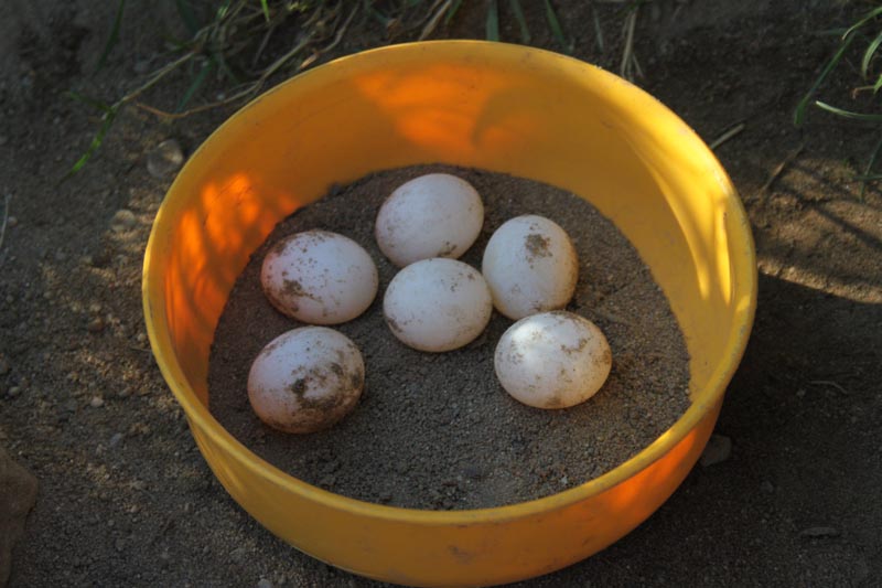 Schildkroeten Schildkroetenzucht Schildkroete