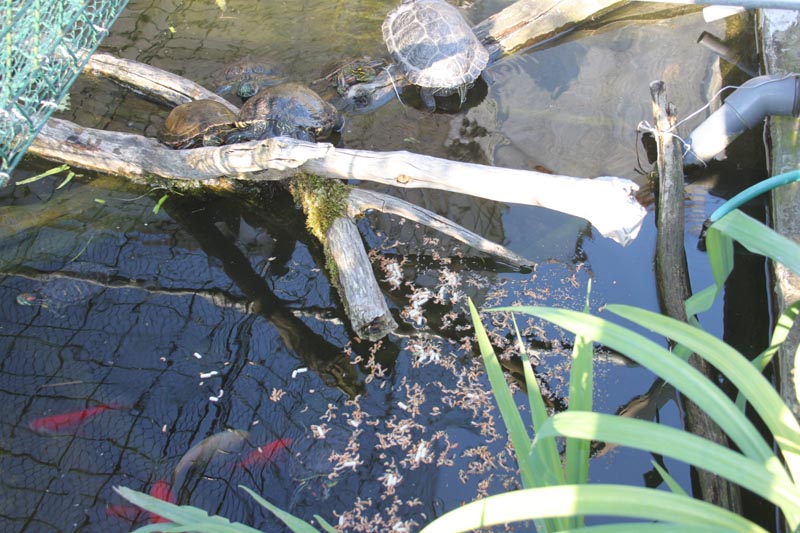 Schildkroeten Schildkroetenzucht Schildkroete