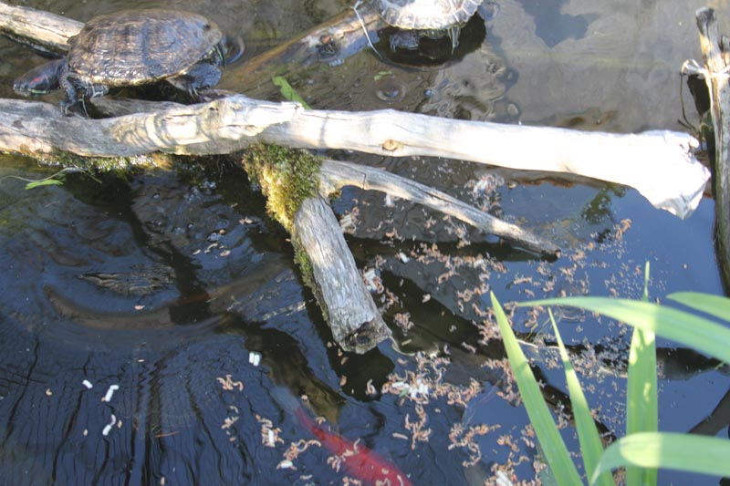 Schildkroeten Schildkroetenzucht Schildkroete