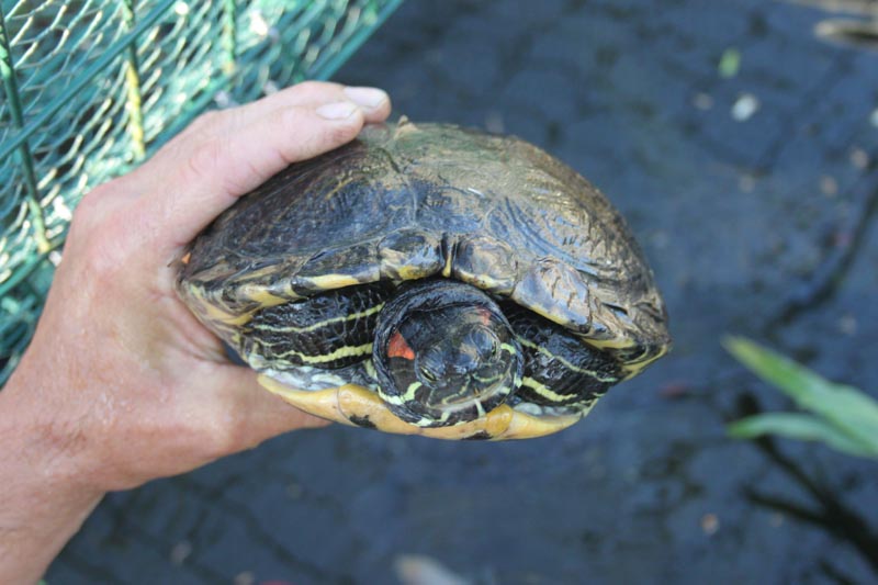 Schildkroeten Schildkroetenzucht Schildkroete