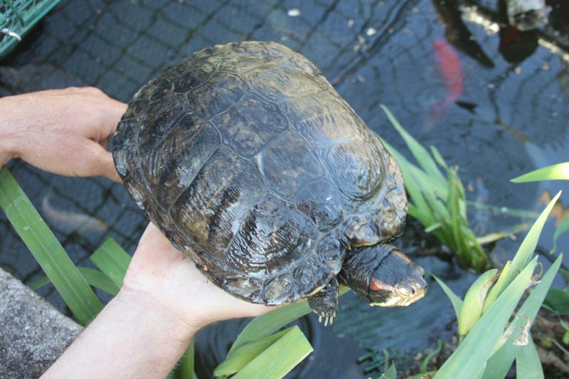 Schildkroeten Schildkroetenzucht Schildkroete