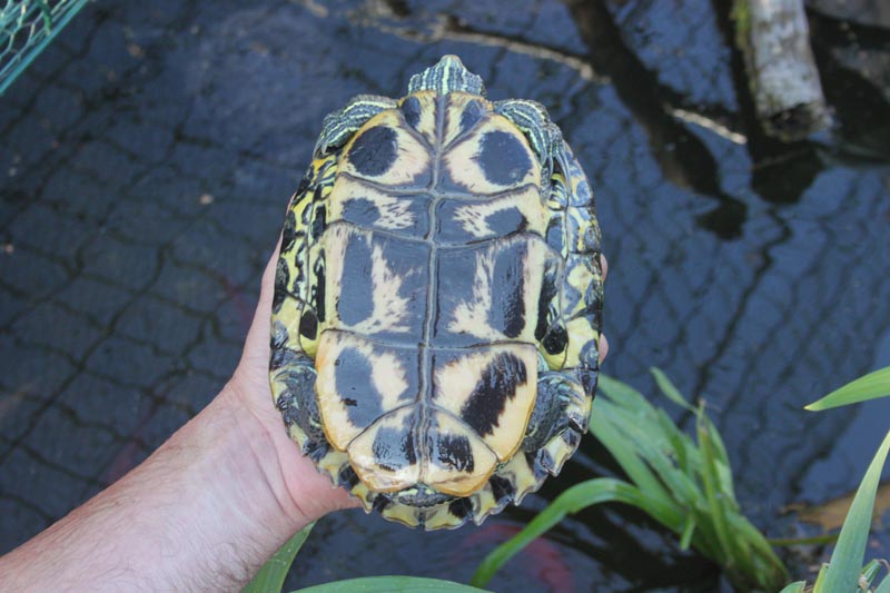 Schildkroeten Schildkroetenzucht Schildkroete