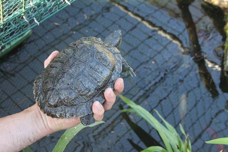 Schildkroeten Schildkroetenzucht Schildkroete