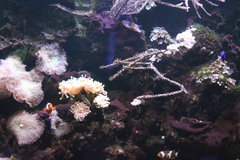 Schmieralgen Fadenalgen Meerwasser