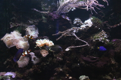 Schmieralgen Fadenalgen Meerwasser