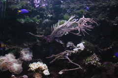 Schmieralgen Fadenalgen Meerwasser