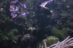 Schmieralgen Fadenalgen Meerwasser