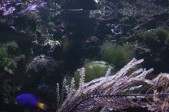 Schmieralgen Fadenalgen Meerwasser