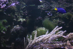 Schmieralgen Fadenalgen Meerwasser