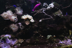 Schmieralgen Fadenalgen Meerwasser