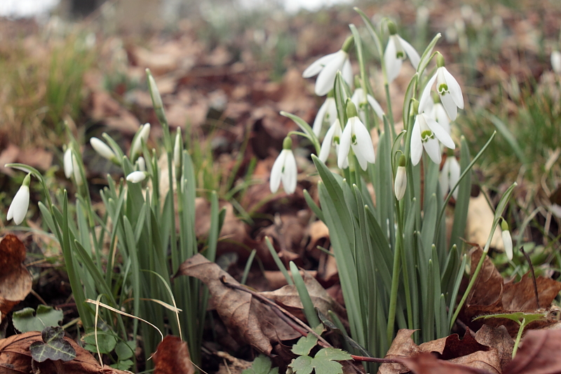 Schneeglöckchen Stauden - Schneeglöckchen (Galanthus) Schneeglöckchen Stauden - Schneeglöckchen (Galanthus)