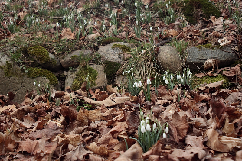 Schneeglöckchen im Buchenlaub - Schneeglöckchen (Galanthus)