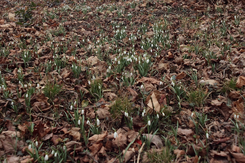 Schneeglöckchen im Park - Schneeglöckchen (Galanthus)