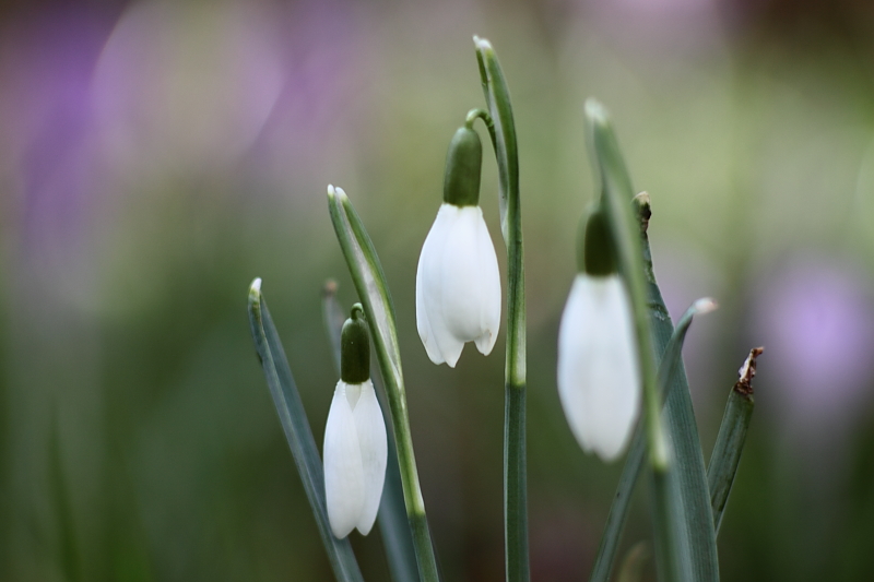 Schneeglöckchen Blüten - Schneeglöckchen (Galanthus)