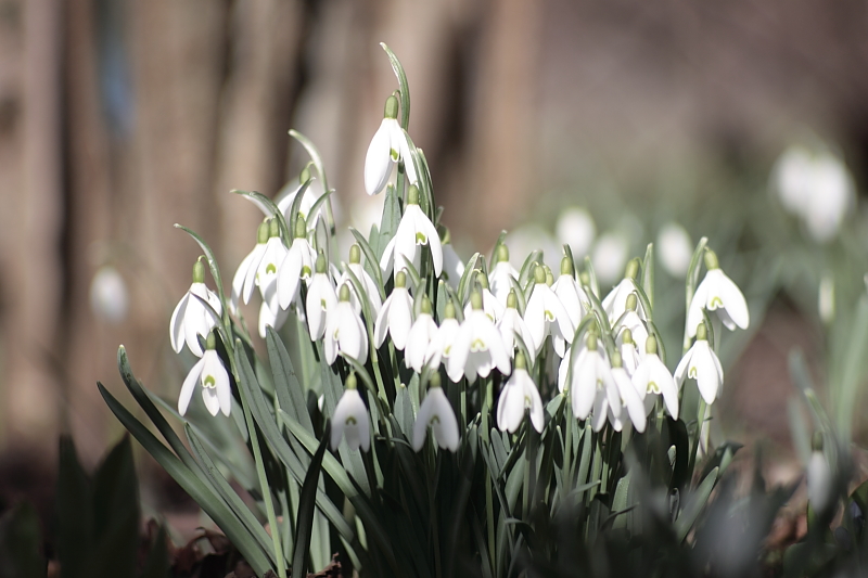 Schneeglöckchen in der Sonne - Schneeglöckchen (Galanthus)