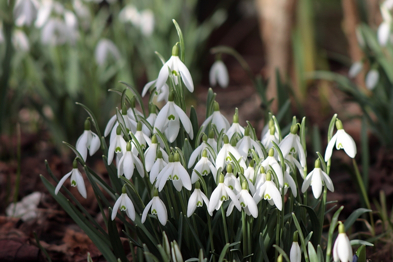 Frühlingserwachen - Schneeglöckchen (Galanthus)