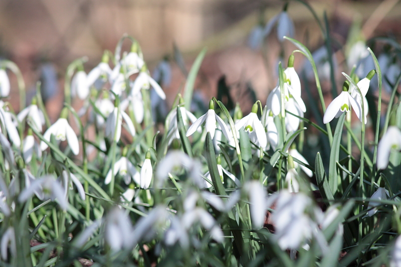 Meer von Schneeglöckchen - Schneeglöckchen (Galanthus)