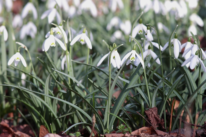 Schneeglöckchen (Galanthus)