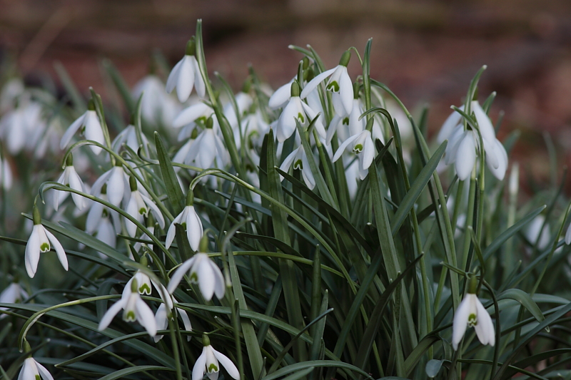 Schneeglöckchen Busch - Schneeglöckchen (Galanthus)