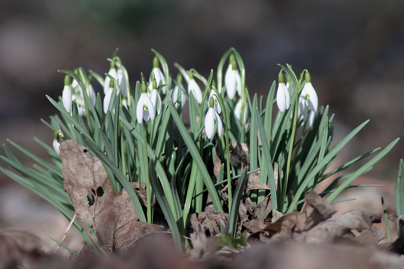 Schneeglöckchen Romatik - Schneeglöckchen (Galanthus)