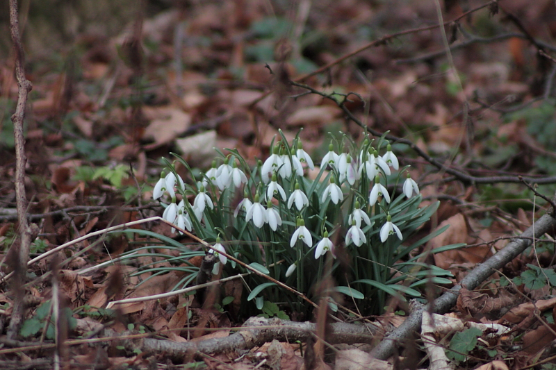 Schneeglöckchen Busch im Wald - Schneeglöckchen (Galanthus)