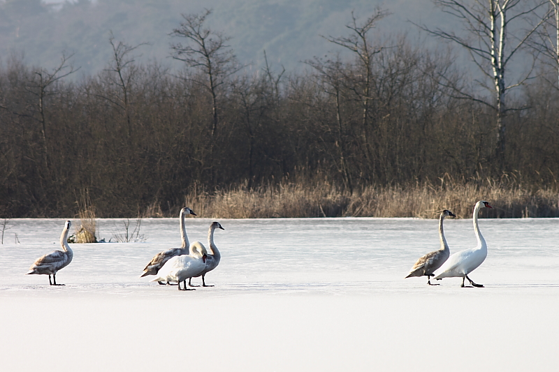 Schwanenfamilie im Winter