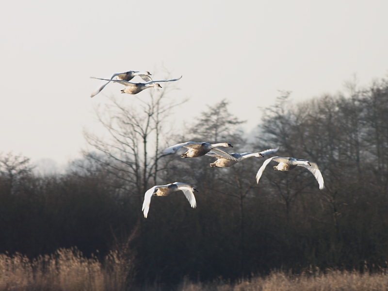 Schwäne im Flug im Winter