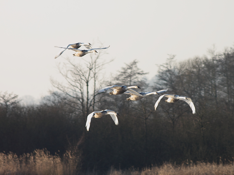 Schwäne im Flug im Winter