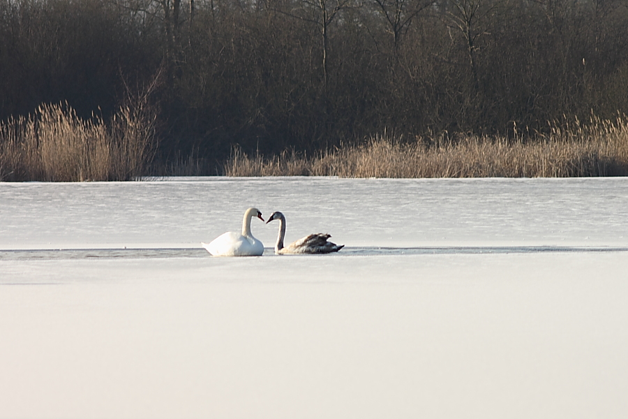 Schwan mit Jungvogel im Winter