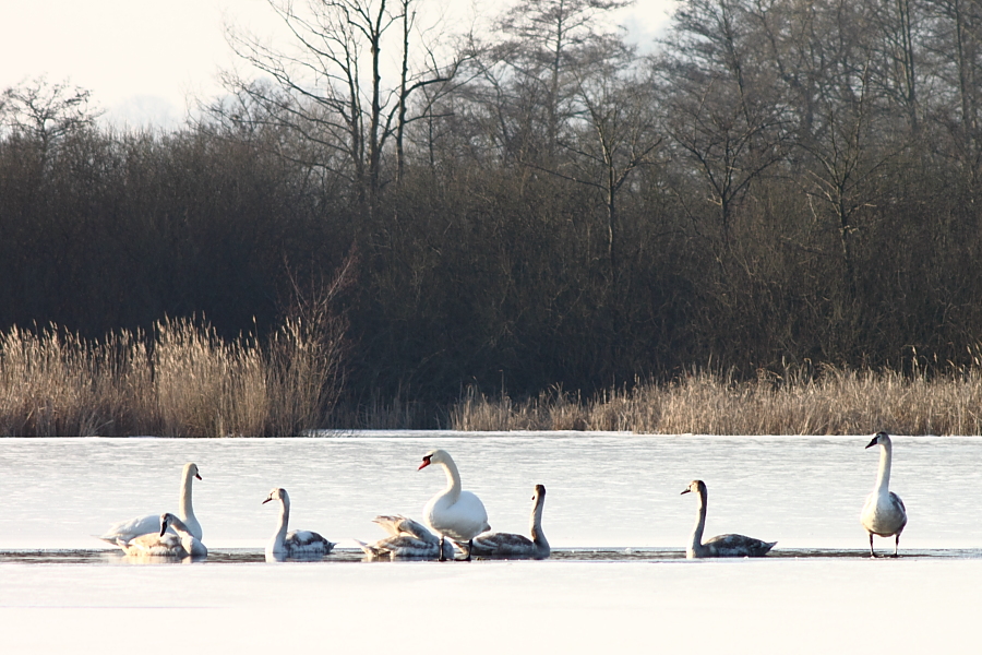 Schwäne im Winter auf dem Eis