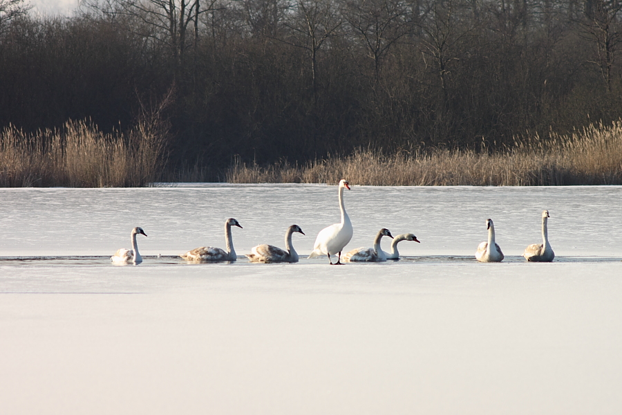 Schwan mit Jungschwänen im Winter