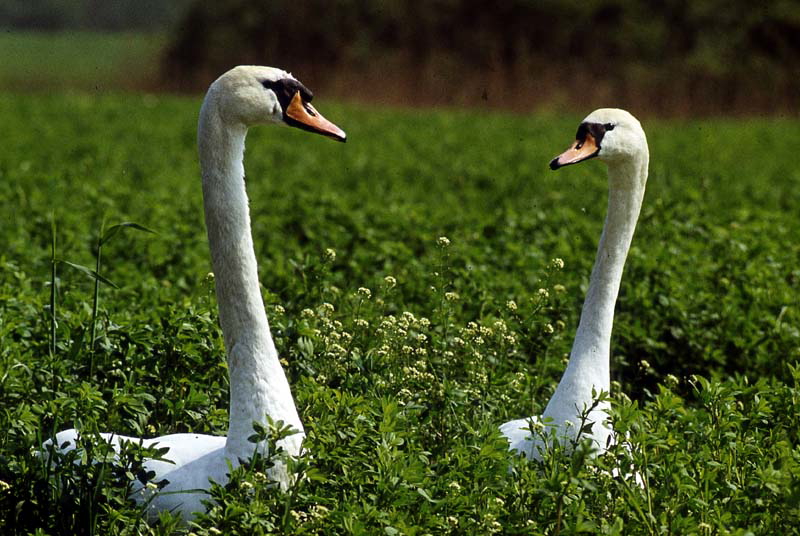 Schwanenpaar im Grün