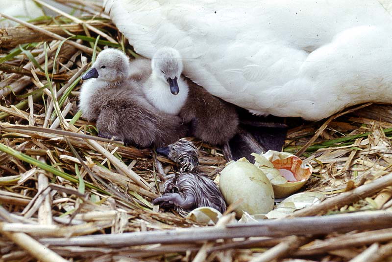 Schlüpfende Schwanenküken